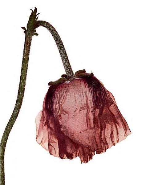 irving penn still life flowers - Susanne Womack