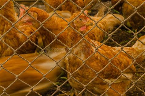 The chickens in cage stock image. Image of animal, eggs - 41519157