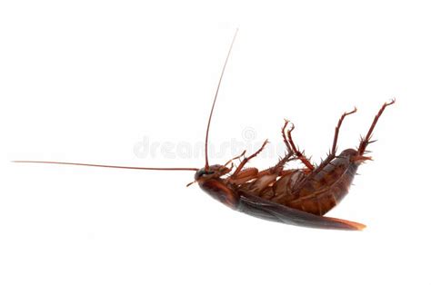 Dead Roach Isolated on White Stock Photo - Image of closeup ...