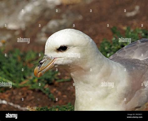 Northern Fulmar (Fulmarus glacialis), fulmar, or Arctic fulmar nesting ...