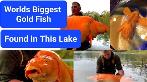 Pound Goldfish Uk Fisherman Lands Whopping May Break World Record