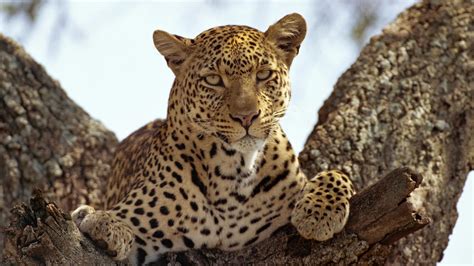 Leopard On A Branch Tree Hd Desktop Wallpaper Widescreen High