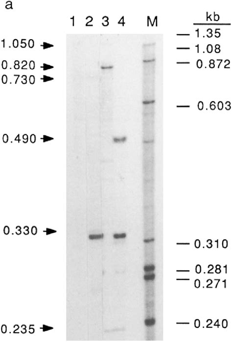 Rnase A Cleavage Analysis Of H K A An Rna Probe Transcribed In