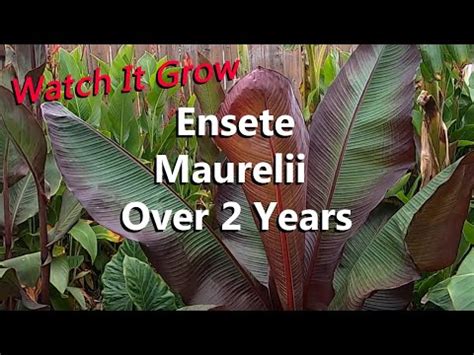 Ensete Maurelii The Red Abyssinian Banana Tree Growing Over 2 Years In