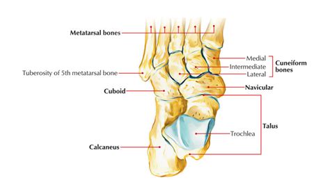 Skeleton of the Foot – Earth's Lab