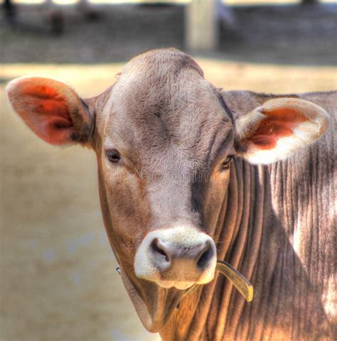 Brown Swiss Cow Stock Images - Download 1,823 Royalty Free Photos