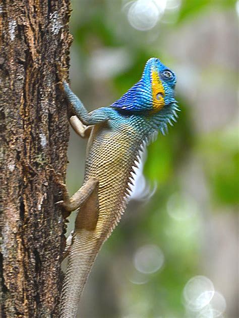 Vietnamese Blue Crested Lizard - Calotes bachae