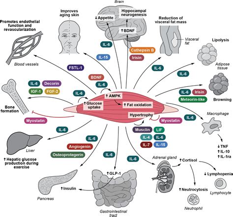 Frontiers Muscle Organ Crosstalk Focus On Immunometabolism