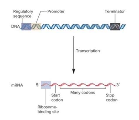 Gene Transcription And Rna Modification Flashcards Quizlet