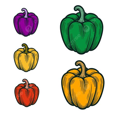 Set Of Capsicum Vegetables In Different Colors Vector Capsicum