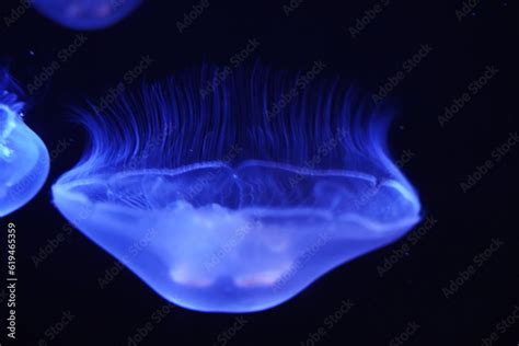 Box jellyfish (class Cubozoa) invertebrates distinguished by their box ...