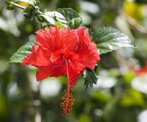 Flor Roja Del Hibisco Imagen De Archivo Imagen De Brillante