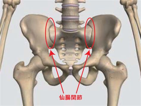 仙腸関節へのアプローチと障害の原因を探る：アトラアカデミー