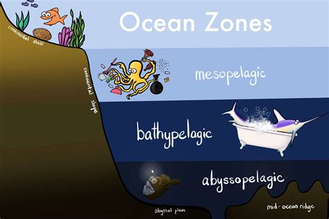 Ocean Zones: Fun Study Guide — Jolie Canoli