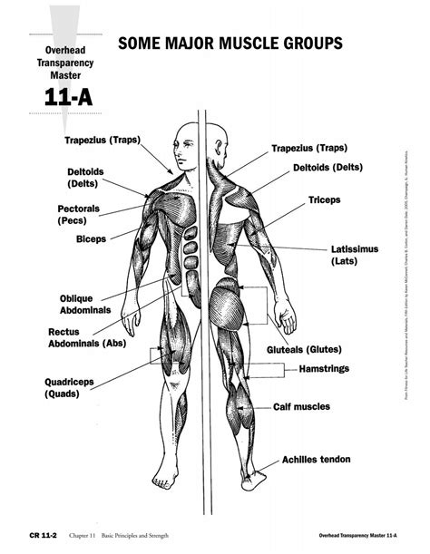 Major Muscle Groups For Strength Training at Tanya Elliot blog