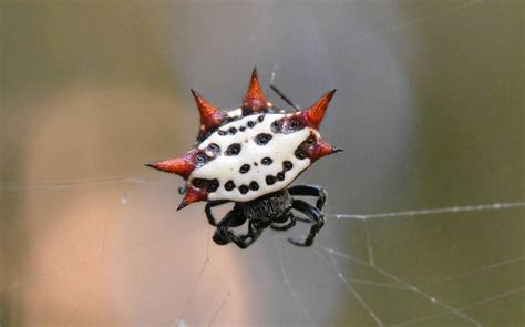 Framed Crab Spider, Wildlife Photography From Florida - Etsy