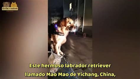 Leal Y Valiente Perrito Espera A Su Due A En El Paradero Con Una