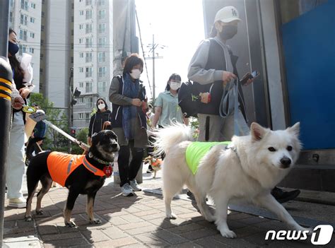 우리동네 지킴이 반려견 순찰대 내년부터 서울 전역 확대 네이트 뉴스