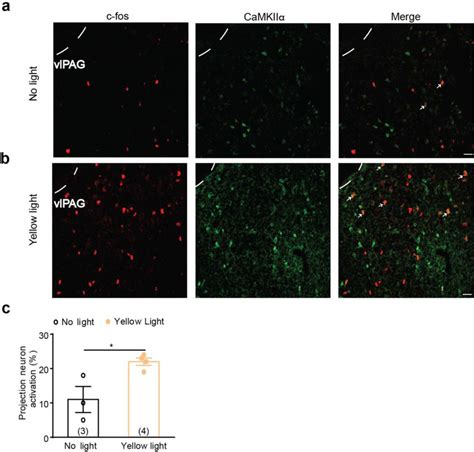 Effect Of Optogenetic Manipulation Of The Blampfc Circuit On C Fos