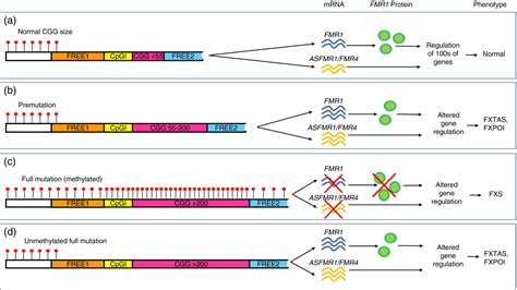 Epigenetics Of Fragile X Syndrome And Fragile X‐related Disorders