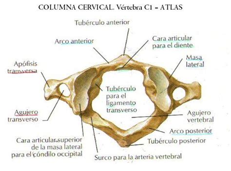 La Columna Vertebral Anatomía VÍdeos Y Teoría Fisiostar