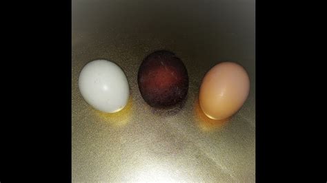 Необычное яйцо обычных кур несушек. Яйца с сюрпризом - YouTube
