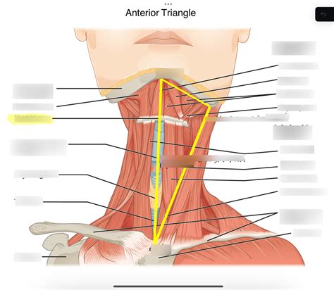 Anterior Triangle Diagram Quizlet