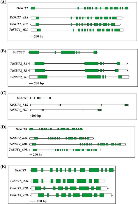 Gene structures of 14 homologous genes to OsSUT1-5 on 5 homeologous ...