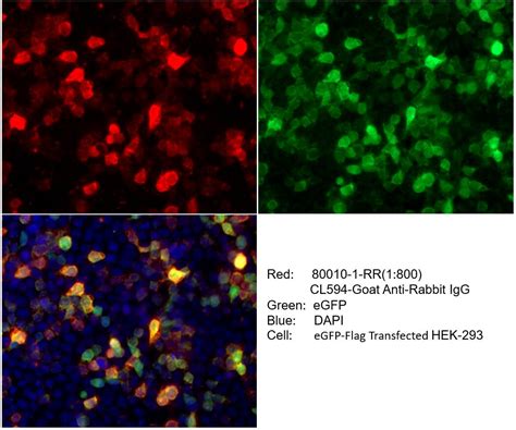 Dykddddk Tag Antibody Rr Proteintech