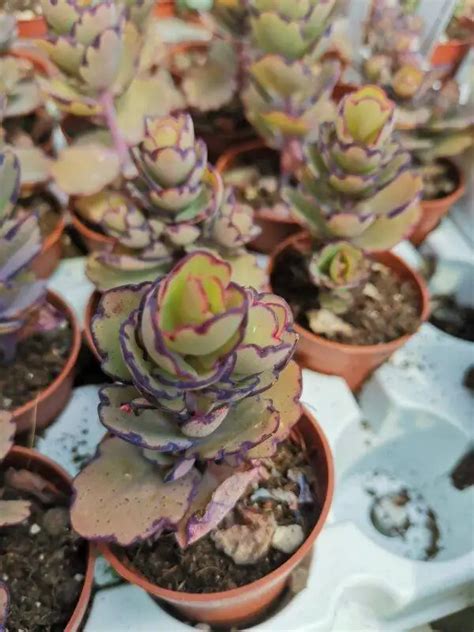 Kalanchoe Laxiflora Siracactus Succulente Vendita Online