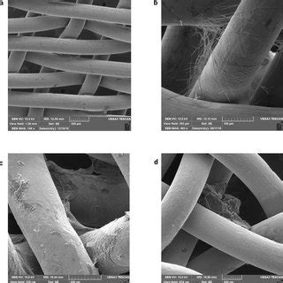 Scanning Electron Microscopy SEM Images Of L Plantarum Cells