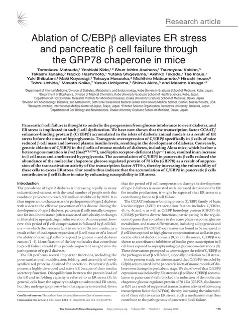 PDF Ablation of C EBPβ alleviates ER stress and pancreatic β cell