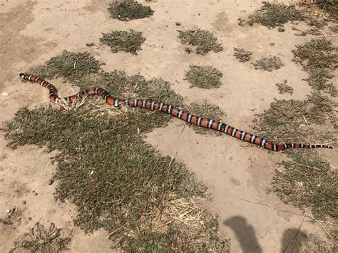 California Mountain Kingsnake In June By An Scharlaken Observed