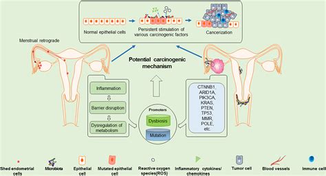 Frontiers A Review Of The Clinical Characteristics And Novel