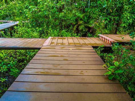 1,400+ Wood Passage Way Into Mangrove Forest Stock Photos, Pictures ...