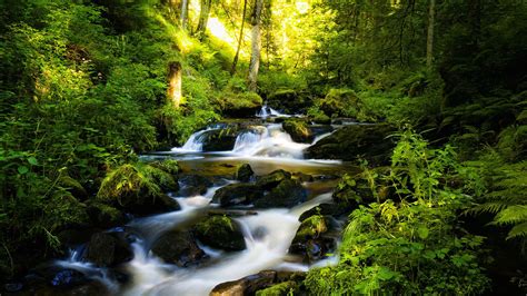 Rainforest Wallpapers - Top Free Rainforest Backgrounds - WallpaperAccess