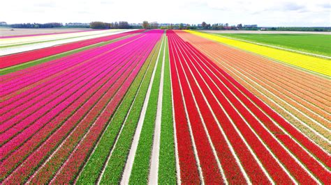 Cu Ndo Y D Nde Ver Los Campos De Tulipanes De Holanda