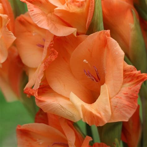 Gladioli Grandiflora Mix I Migliori Bulbi Da Fiore Bestprato