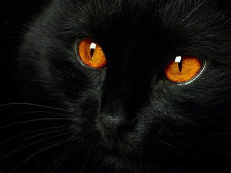 Red Eye Cat by Matheus5151 on DeviantArt