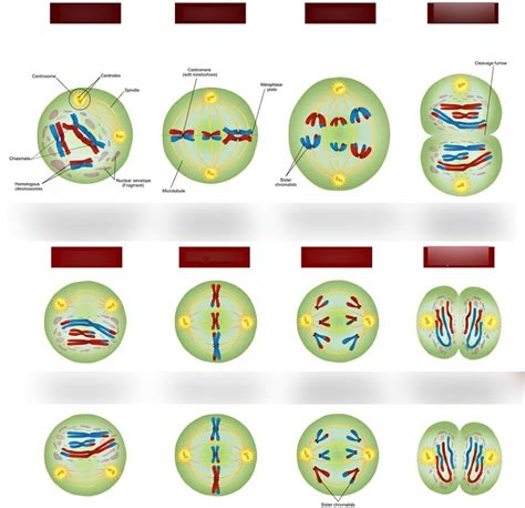 Science Biology Meiosis Diagram Quizlet