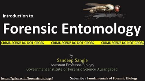 Forensic Entomology Youtube