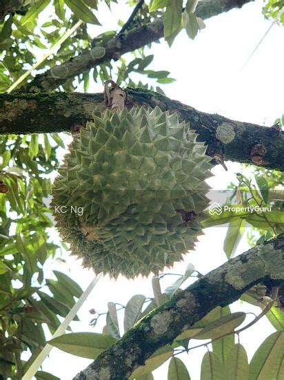 Raub Bentong Sungai Dua Durian Farm Musang King Black Thorn