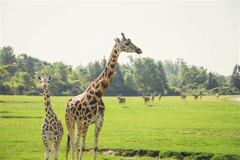 African Lion Safari - Hamilton Halton Brant