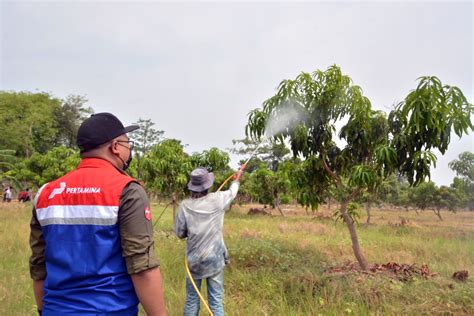 Pertamina Kilang Balongan Berdayakan Masyarakat Lewat Program Mangoes