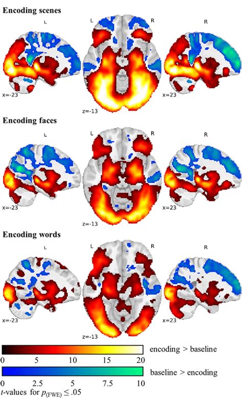 Fmri Activation Encoding Vs Baseline Across Group Fmri Activation Of