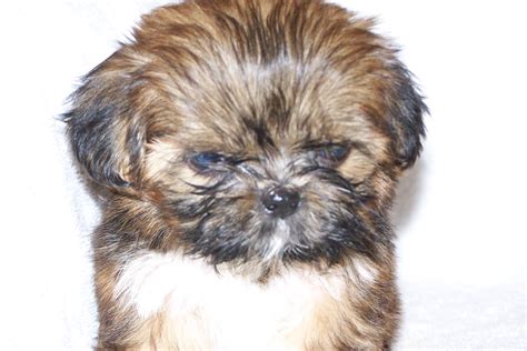 Shih Tzu | GreatDogSite