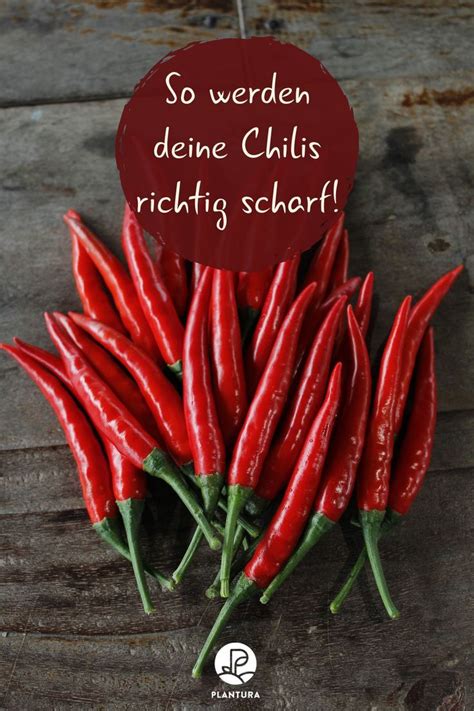 Tipps Damit Chilis Richtig Scharf Werden Chili Chili Sorten