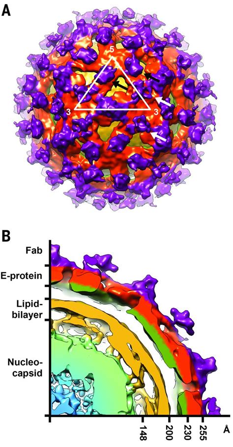 Cryo Em Structure Of An Antibody That Neutralizes Dengue Virus Type