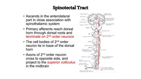 Ascending Tract Of The Spinal Cord Ppt