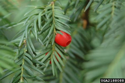 english yew taxus baccata
